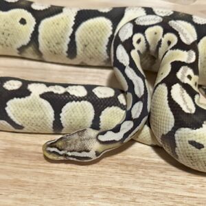 *PROVEN* Pastel DG Het VPI Axanthic - Male