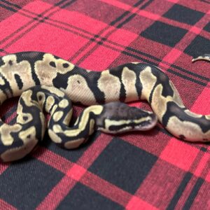 Pastel QH Piebald (crumble)/Albino/Monarch/VPI Axanthic - Female