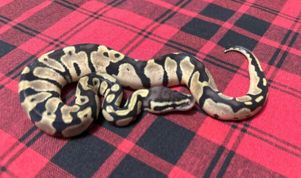 Pastel QH Piebald (crumble)/Albino/Monarch/VPI Axanthic - Female