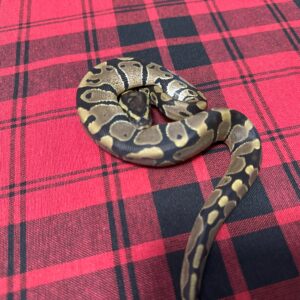 QH Piebald (crumble)/Albino/Monarch/ Axanthic (VPI) - Female