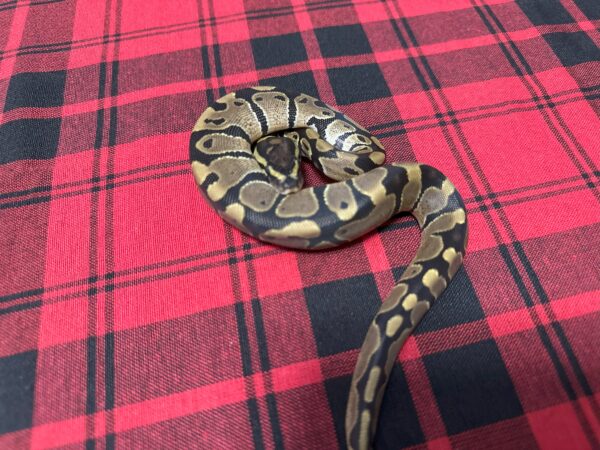 QH Piebald (crumble)/Albino/Monarch/ Axanthic (VPI) - Female