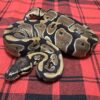TH Axanthic (VPI)  Piebald DG (Luigi Line)  - Female