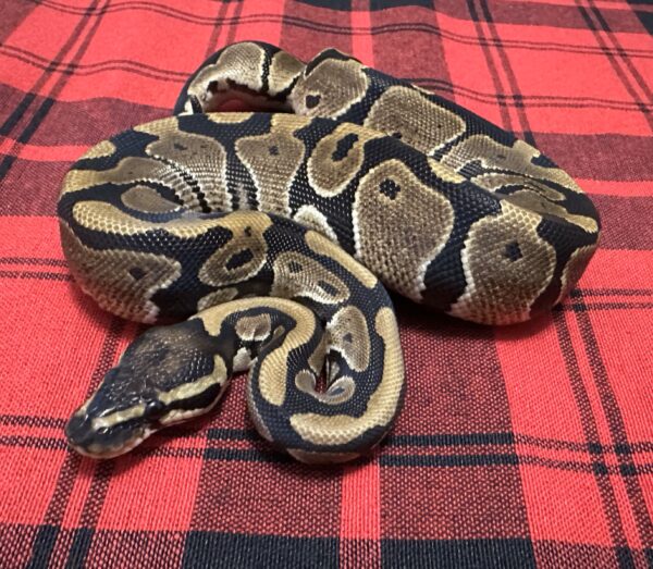 TH Axanthic (VPI)  Piebald DG (Luigi Line)  - Female