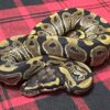 TH Axanthic (VPI)  Piebald DG (Luigi Line)  - Female