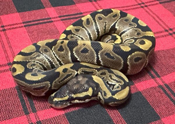 TH Axanthic (VPI)  Piebald DG (Luigi Line)  - Female