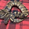 Enchi TH DG  Axanthic (VPI)  Piebald - Female