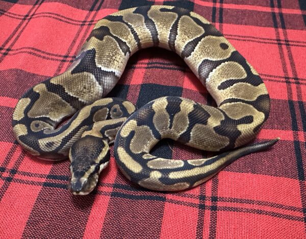 Enchi TH DG  Axanthic (VPI)  Piebald - Female