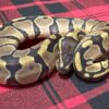 Enchi TH DG  Axanthic (VPI)  Piebald - Female