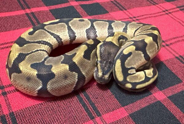 Enchi TH DG  Axanthic (VPI)  Piebald - Female