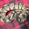 Enchi TH DG  Axanthic (VPI)  Piebald - Female