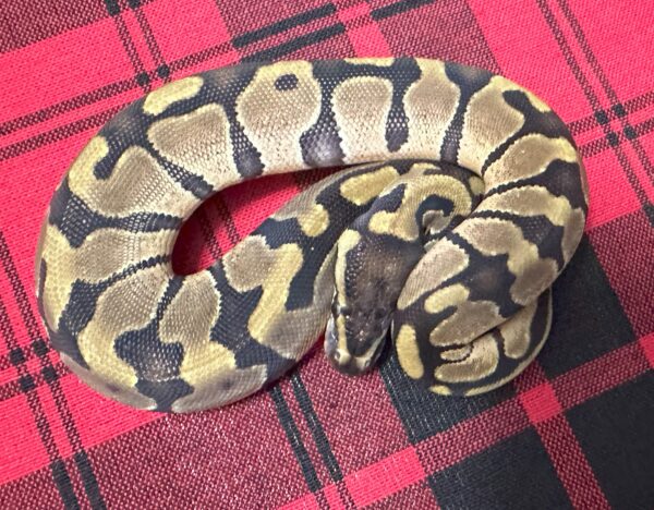 Enchi TH DG  Axanthic (VPI)  Piebald - Female