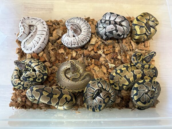 Enchi TH DG  Axanthic (VPI)  Piebald - Female