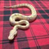Banana TH Axanthic (VPI)/DG/GS - Female
