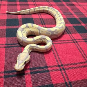 Banana TH Axanthic (VPI)/DG/GS - Female