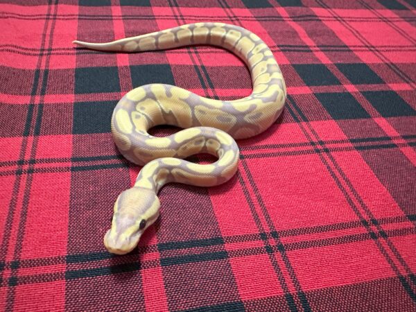 Banana TH Axanthic (VPI)/DG/GS - Female