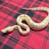 Banana TH Axanthic (VPI)/DG/GS - Female
