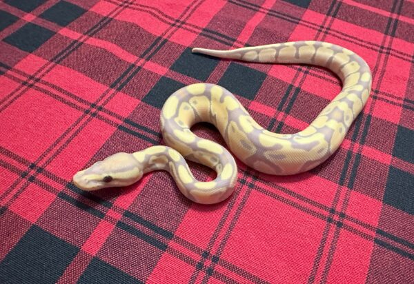 Banana TH Axanthic (VPI)/DG/GS - Female