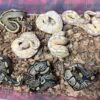 Banana TH Axanthic (VPI)/DG/GS - Female