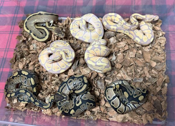 Banana TH Axanthic (VPI)/DG/GS - Female