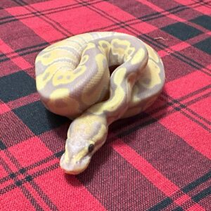 Banana TH Axanthic (VPI)/DG/GS - Female
