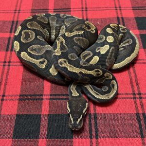 GHI Mahogany Het Piebald - Male