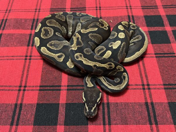 GHI Mahogany Het Piebald - Male