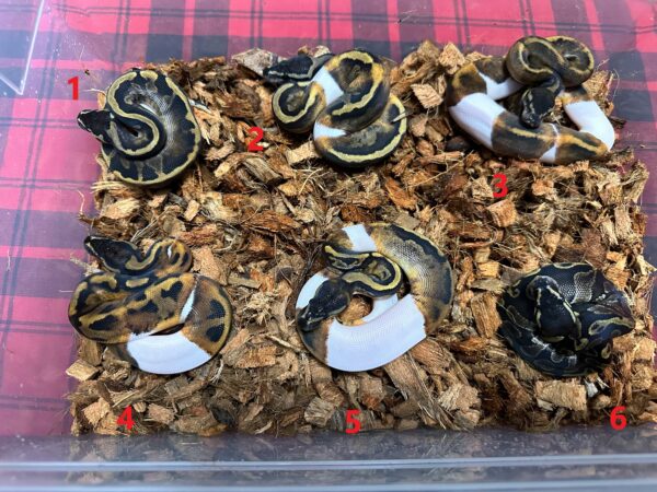 GHI Mahogany Het Piebald - Male