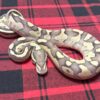 Firefly Lesser DH Axanthic (VPI)/DG - Female