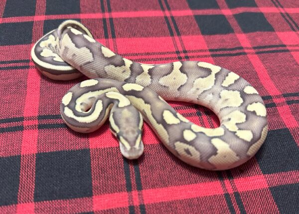 Firefly Lesser DH Axanthic (VPI)/DG - Female