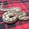 Firefly Lesser DH Axanthic (VPI)/DG - Female