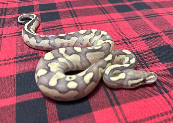 Firefly Lesser DH Axanthic (VPI)/DG - Female