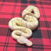 Firefly Banana het Axanthic (VPI) - Female