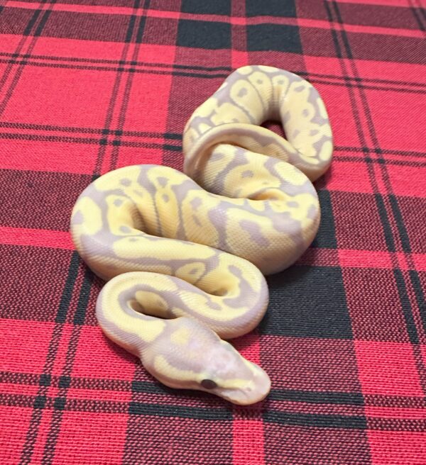 Firefly Banana het Axanthic (VPI) - Female
