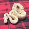 Firefly Banana het Axanthic (VPI) - Female