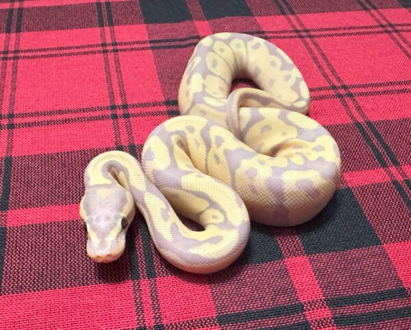 Firefly Banana het Axanthic (VPI) - Female