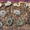Firefly Banana het Axanthic (VPI) - Female