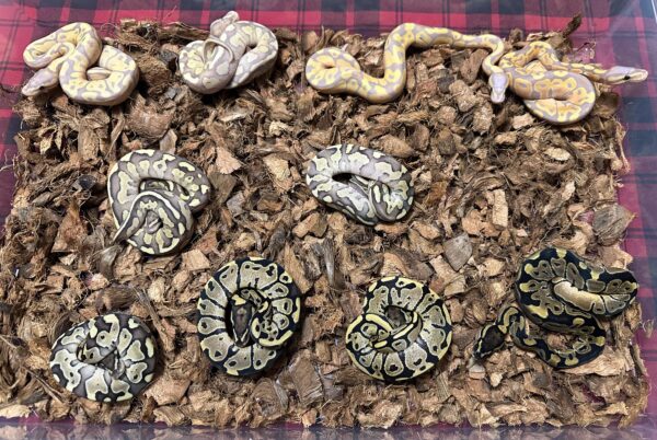 Firefly Banana het Axanthic (VPI) - Female